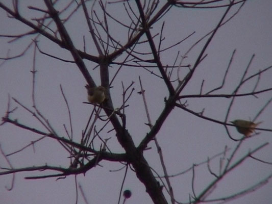 Green-backed Eromela