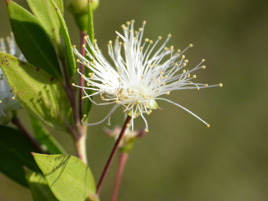 Myrtis communis - Mirte