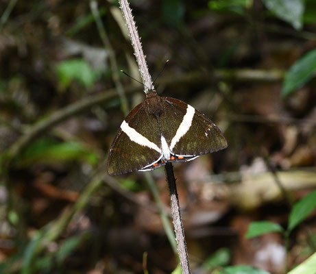 Telchin licus pauperata (family Castniidae)