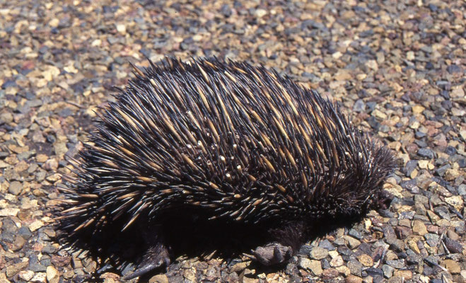 Mierenegel (Echidna)