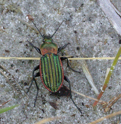 Carabus nitens - Goudrandschallebijter