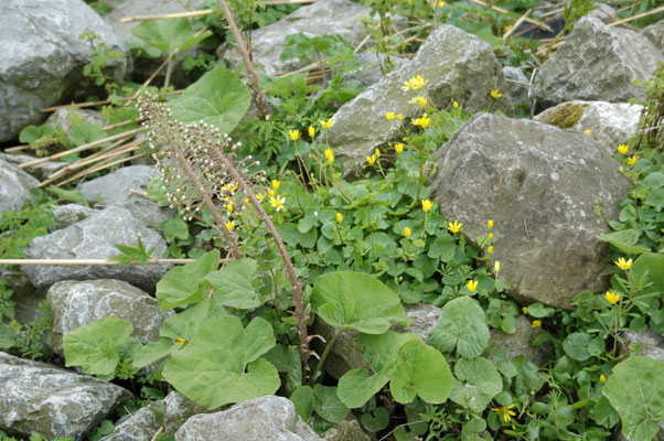 Ranunculus ficaria - Speenkruid