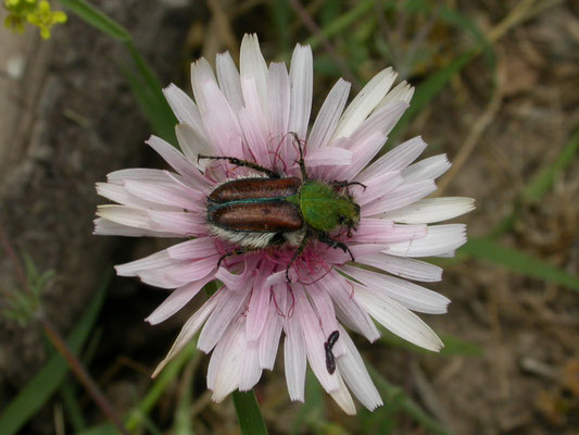 Eulasia species