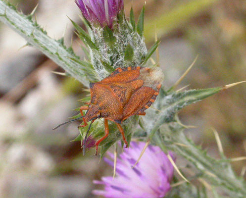 Carpocoris purpureipennis - Knoopkruidschildwants