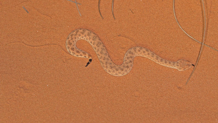 Cerastes vipera