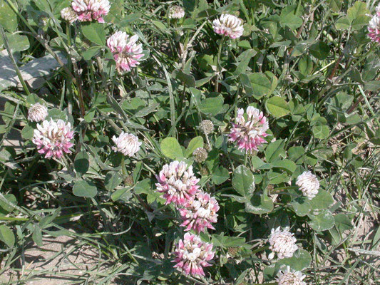 Trifolium hybridum - Bastaardklaver