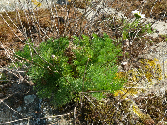 Tripleurospermum maritimum - Reukeloze kamille