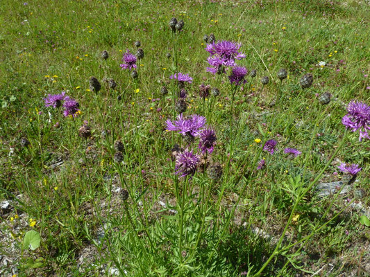 Centaurea montana - Bergcentaurie