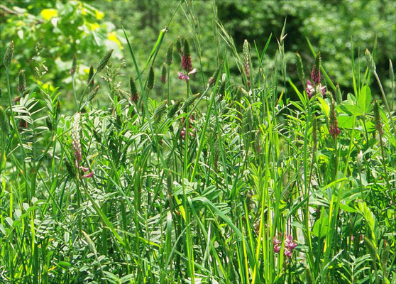 Onobrychis viciifolia - Esparcette