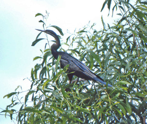Australasian Darter