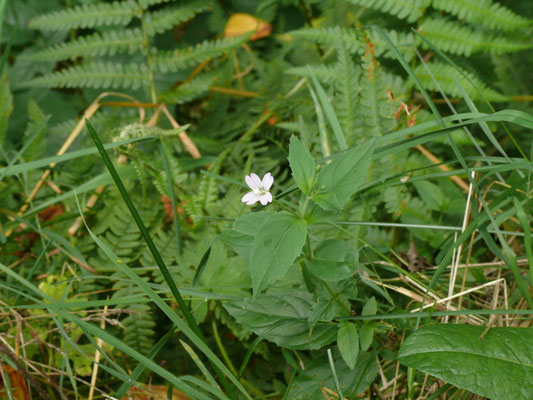 Epilobium roseum - Bleke basterdwederik - Bleek wilgenroosje