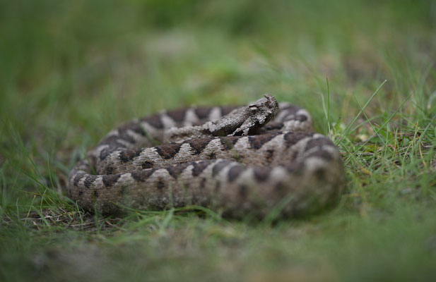 Zandadder