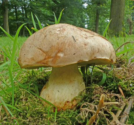 Boletus impolitus