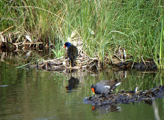 Common Moorhen