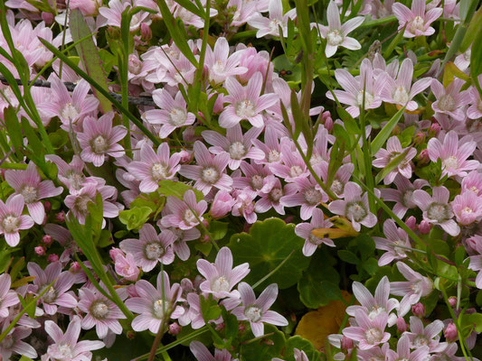 Anagallis tenella - Teer guichelheil