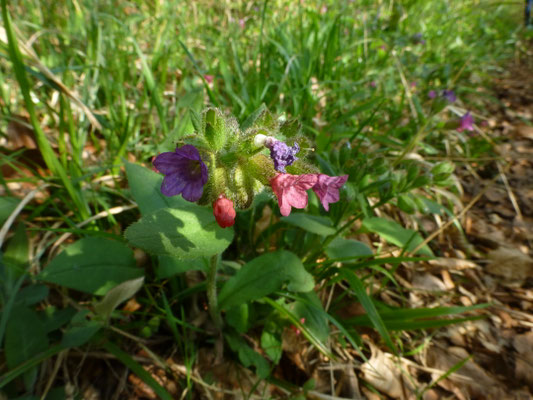 Pulmonaria montana - Smal longkruid