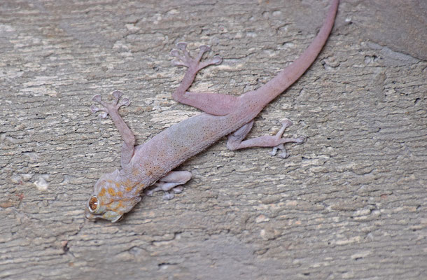 Ptyodactylus hasselquistii