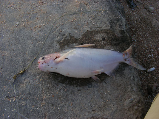 Pseudauchenipterus nodosus - Botromanki
