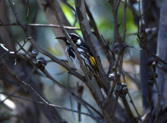 New Holland Honeyeater