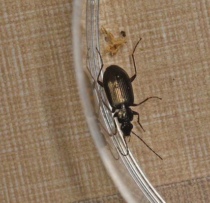 Agonum micans - Riviersnelloper
