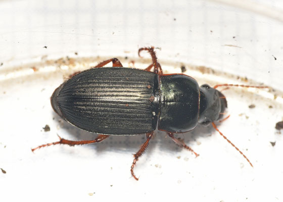 Harpalus rubripes - Blauwe kruiper