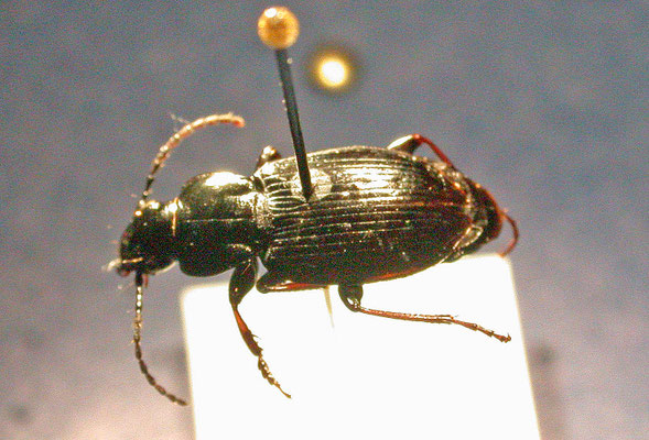 Pterostichus oblongopunctatus