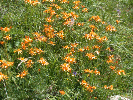 Senecio abrotanifolius