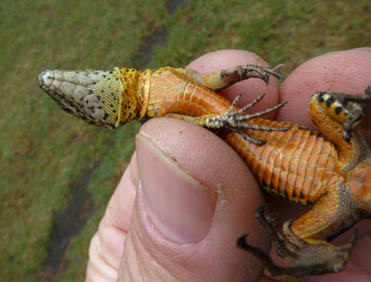 Podarcis bocagei