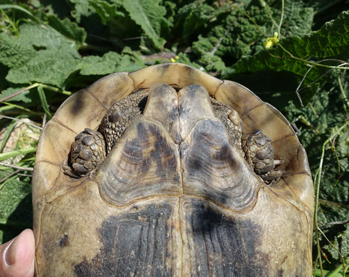 Moorse landschildpad