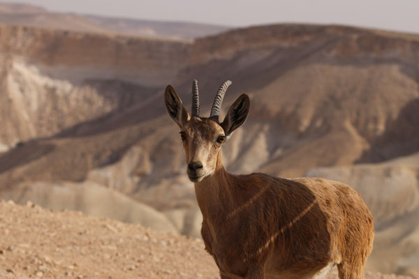 Nubische steenbok