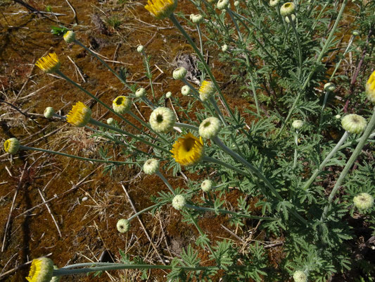 Anthemis tinctoria - Gele kamille
