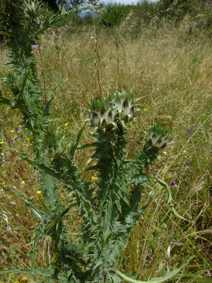 Cymara scolymus