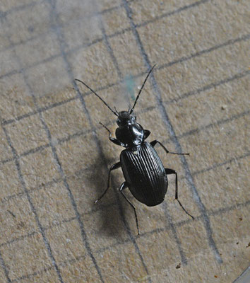 Glanzende snelloper