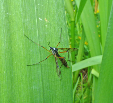 Ptychoptera contaminata