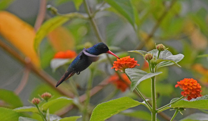 Rufous-throated Sapphire