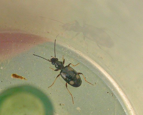 Bembidion tetragrammum