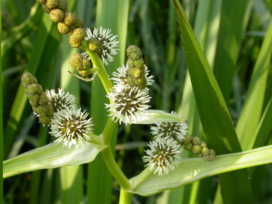 Sparagnium erectum erectum - Grote egelskop