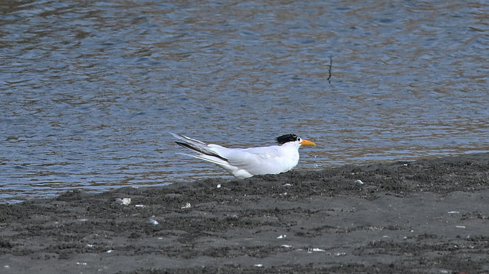 Sterna maxima - Royal Tern