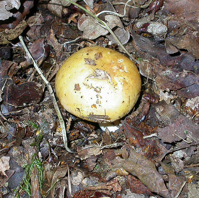 Russula claroflava - Gele berkenrussula