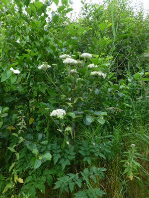 Angelica sylvestris - Gewone engelwortel