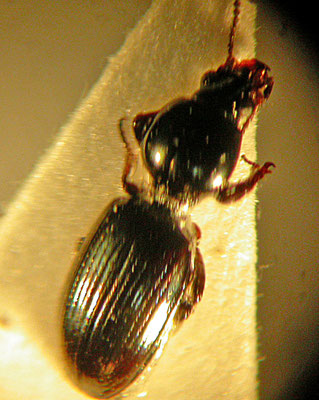 Dyschirius thoracicus