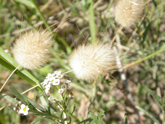 Cynosurus echinatus