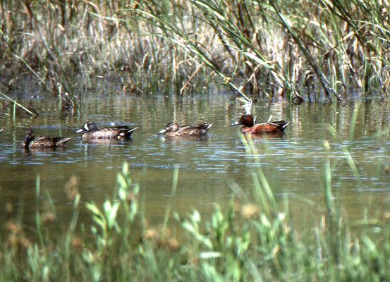 Cinnamon Teal