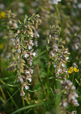 Moeraswespenorchis