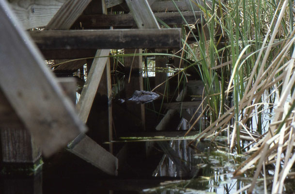 Alligator