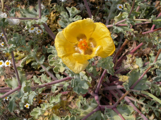Glaucium flavum - Gele hoornpapaver