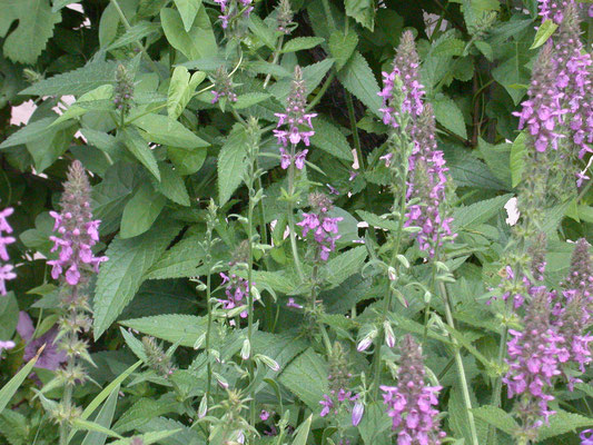 Stachys palustris - Moerasandoorn