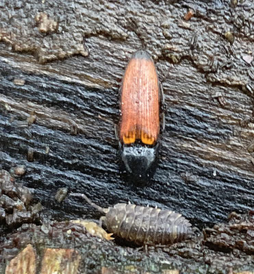 Ampedus elongatus