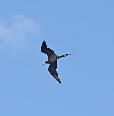 Amerikaanse Fregatvogel