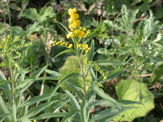 Solidago gigantea - Late guldenroede